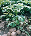 potato plants in field
