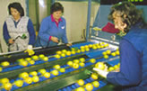 Golden Delicious apples being sorted