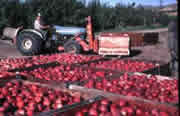 Tractor hauling apple cartons in the orchard