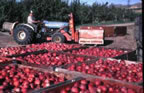 tractor moving apple cartons in the orchard