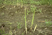 Asparagus spears in the field