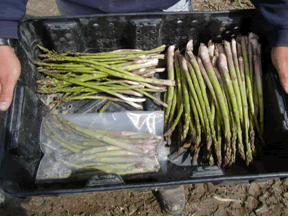 breakdown of market grade asparagus