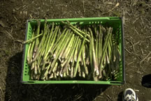 Lug of asparagus spears