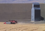 Loading grain into the truck in the field