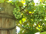 Pinot grapes