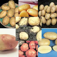 Picture from Thompson-Morgan Potatoes Collections