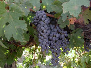 Cabernat Sauvignon grapes