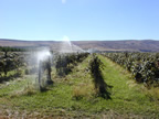 watering the vineyard