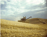 Harvesting the wheat in the field