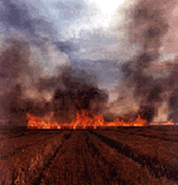 Burning wheat stubble in the field
