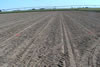 Asparagus field plot